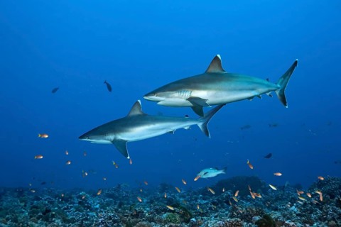 Silvertip sharks (Carcharhinus albimarginatus) swim over coral reef