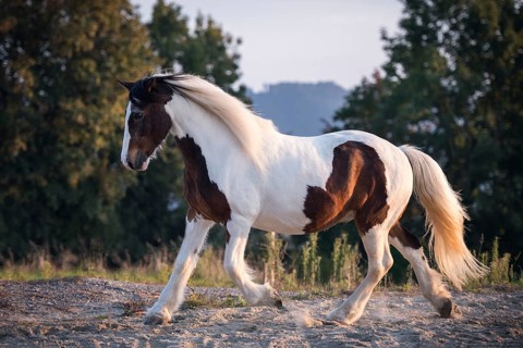 Tinker (Equus) trots on sand court