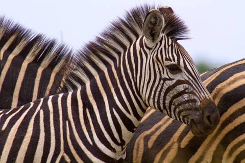Plains Zebra (Equus quagga)