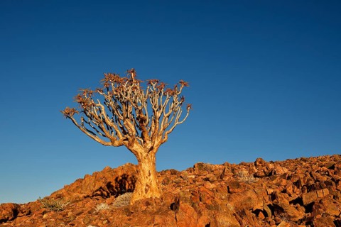 Quiver tree (Aloe dichotoma) in rocky landscape