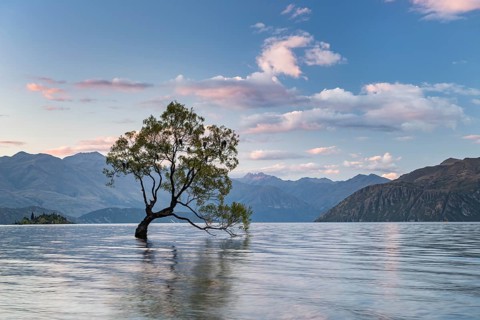 Single tree standing in water
