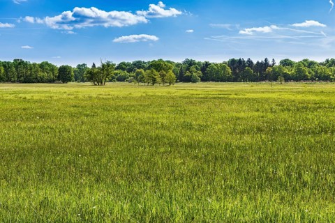 Meadow in the nature reserve Monchbruch