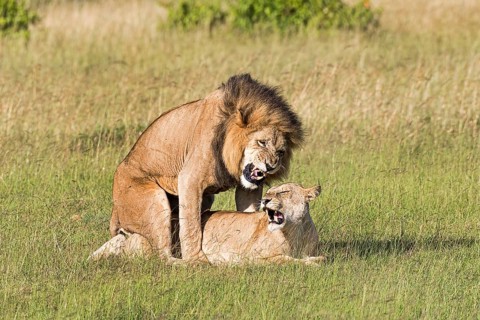 Lions (Panthera leo)