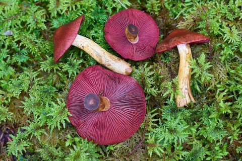 Skin-heads (Dermocybe) with lamellae