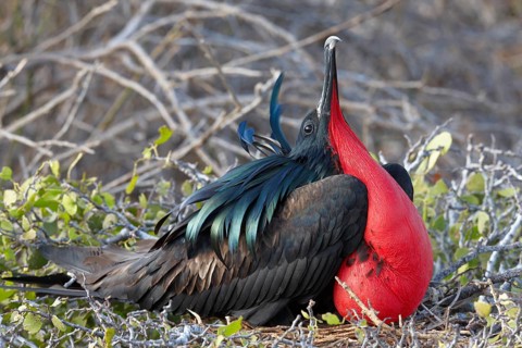 Courtshiping Great Frigatebird (Fregata minor) shows red throat sac