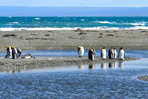 King penguins (Aptenodytes patagonicus)