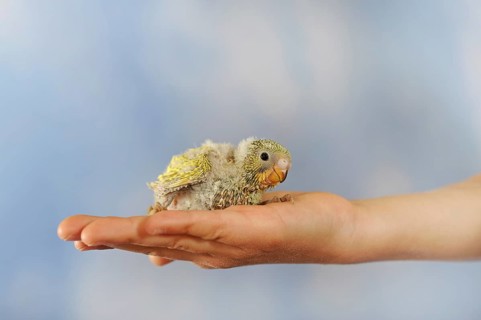 Budgerigar (Melopsittacus undulatus)