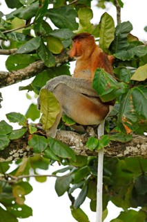 Proboscis monkey (Nasalis larvatus) sitting in the tree