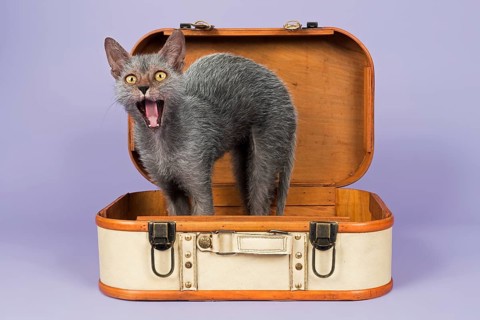 Lykoi