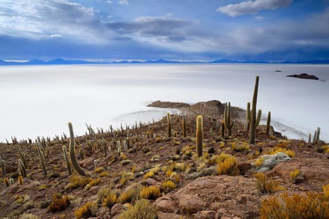 Cacti (Echinopsis atacamensis) on the island of Isla Pescado in the salt lake