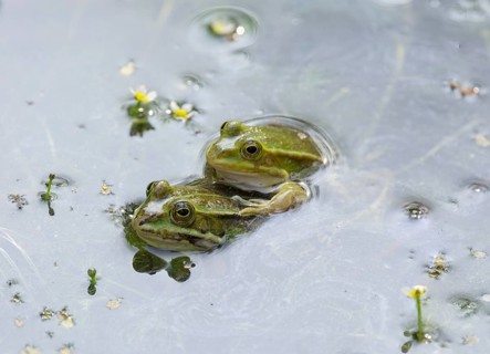 Mating of Green frogsn (Rana esculenta) between flowering aquatic plants