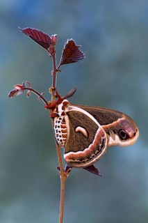 Glover's silkmoth (Hyalophora gloveri)