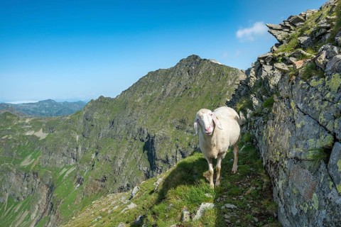 Sheep on the trail to Hochgolling