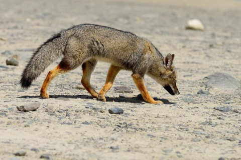 South American gray fox (Lycalopex griseus)