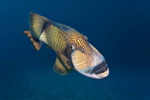 Titan triggerfish (Balistoides viridescens)
