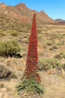 Flowering Echium wildpretii (Echium wildpretii)