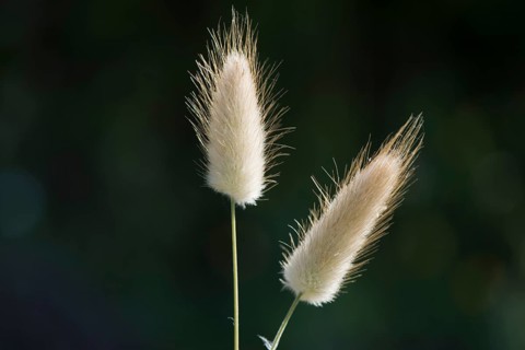 Hares tail grass (Lagurus ovatus)