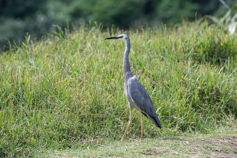 White-faced Heron (Egretta novaehollandiae)