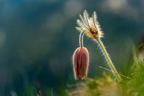 Alpine pasqueflower (Pulsatilla alpina) against a dark background