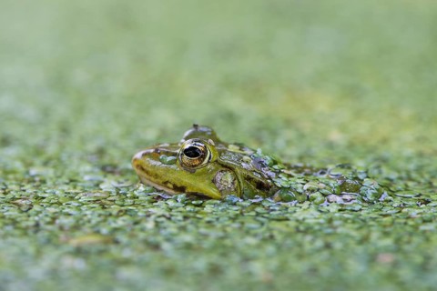 Green frog (Rana esculenta)