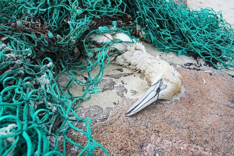 Gannet (Morus bassanus)
