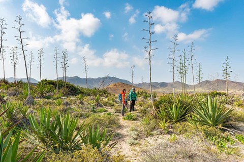 Hiker among overgrown dunes with agaves