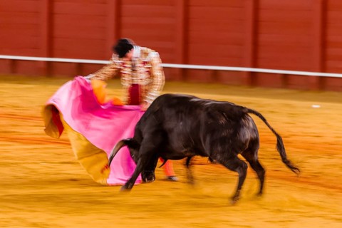 Racing bull with matador