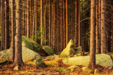 Spruce forest with large boulders in the last light of the evening sun