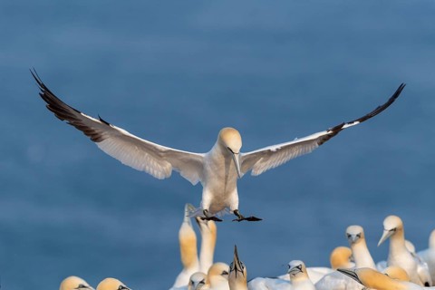 Northern gannet (Morus bassanus) on approach