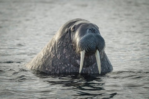 Walrus (Odobenus rosmarus)