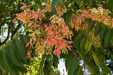Fruits from Tree of heaven (Ailanthus altissima)