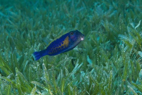 Baby Bluetail Trunkfish (Ostracion cyanurus) swims in the green sea grass