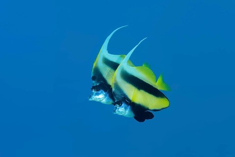 Couple Red Sea Bannerfish (Heniochus intermedius) swim in the blue water background