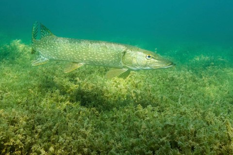 Pike (Esox lucius) floats over dense aquatic plants