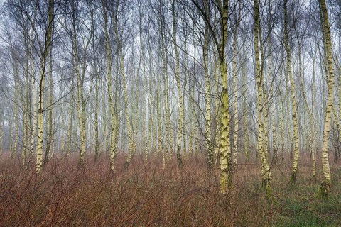 Beech forest (Betula pendula)