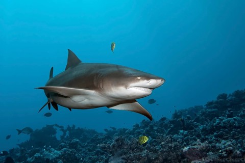 Sicklefin lemon shark (Negaprion acutidens) with Golden Trevally (Gnathanodon speciosus) over coral reef