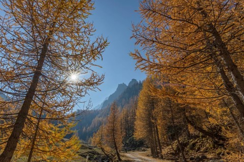Autumnal Larches (Larix) in the back light