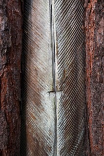 Pine (Pinus) with resin extraction until 1990