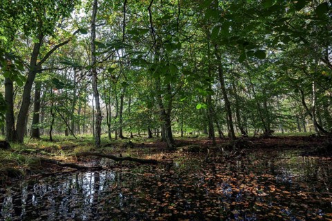 Moorlandscape in the Osterwald Forest