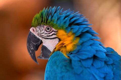 Blue and yellow macaw (Ara ararauna)