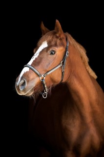 Freiberger (Equus)