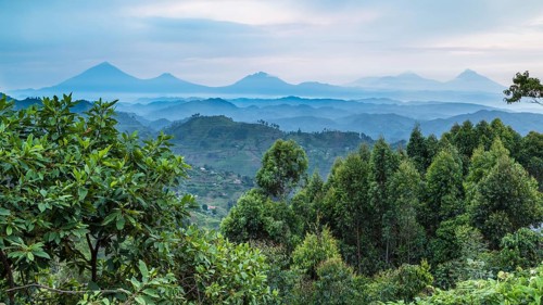 Tropical rainforest