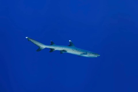 Whitetip reef shark (Triaenodon obesus) swims in the blue water