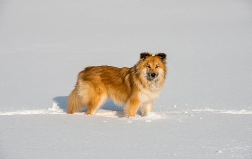 Islanddog (Canis lupus familiaris)