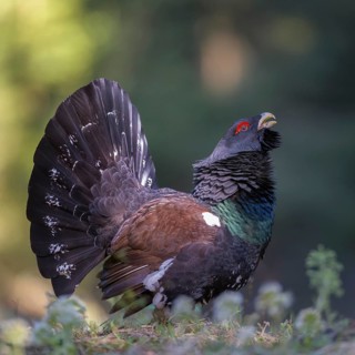 Western capercaillie (Tetrao urogallus)