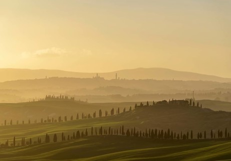 Sunset over hilly landscape with pine avenue