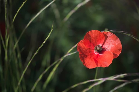 Corn poppy (Papaver rhoeas)