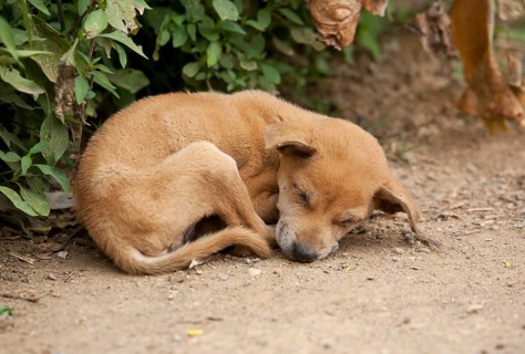Dog puppy sleeping (Canis lupus familiaris)