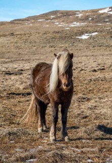 Icelandic horse (Equus przewalskii f. caballus)