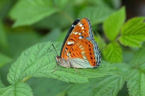 Poplar admiral (Limenitis populi) sits on leaf